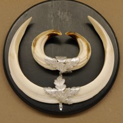 Wildschweinwaffen (Sus scrofa) Keilerwaffen max. 20,5 cm Note 1, Trophäe Keiler Gewaff Trophäenschild