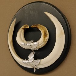 Wildschweinwaffen (Sus scrofa) Keilerwaffen max. 20,5 cm Note 1, Trophäe Keiler Gewaff Trophäenschild