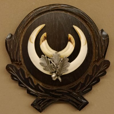 Wildschweinwaffen (Sus scrofa) Keilerwaffen max. 14 cm Trophäe Keiler Gewaff Trophäenschild