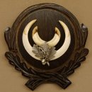 Wildschweinwaffen (Sus scrofa) Keilerwaffen max. 14 cm Trophäe Keiler Gewaff Trophäenschild