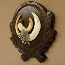 Wildschweinwaffen (Sus scrofa) Keilerwaffen max. 14 cm Trophäe Keiler Gewaff Trophäenschild