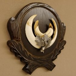 Wildschweinwaffen (Sus scrofa) Keilerwaffen max. 14 cm Trophäe Keiler Gewaff Trophäenschild