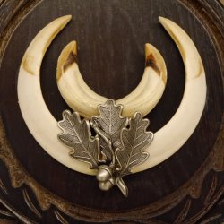 Wildschweinwaffen (Sus scrofa) Keilerwaffen max. 14 cm Trophäe Keiler Gewaff Trophäenschild