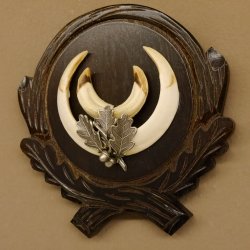 Wildschweinwaffen (Sus scrofa) Keilerwaffen max. 14 cm Trophäe Keiler Gewaff Trophäenschild