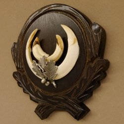 Wildschweinwaffen (Sus scrofa) Keilerwaffen max. 14 cm Trophäe Keiler Gewaff Trophäenschild