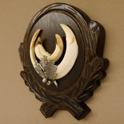 Wildschweinwaffen (Sus scrofa) Keilerwaffen max. 14 cm Trophäe Keiler Gewaff Trophäenschild