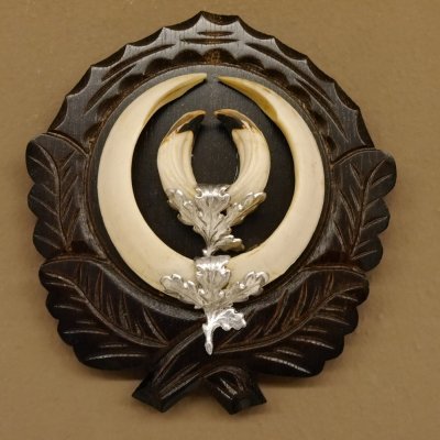 Wildschweinwaffen (Sus scrofa) Keilerwaffen max. 17 cm Trophäe Keiler Gewaff Trophäenschild