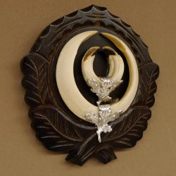 Wildschweinwaffen (Sus scrofa) Keilerwaffen max. 17 cm Trophäe Keiler Gewaff Trophäenschild