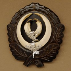 Wildschweinwaffen (Sus scrofa) Keilerwaffen max. 17 cm Trophäe Keiler Gewaff Trophäenschild