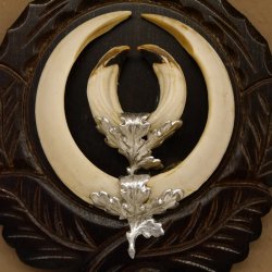 Wildschweinwaffen (Sus scrofa) Keilerwaffen max. 17 cm Trophäe Keiler Gewaff Trophäenschild