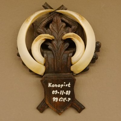 Wildschweinwaffen (Sus scrofa) Keilerwaffen max. 19 cm, 99 CIC Punkte Trophäe Keiler Gewaff geschitztem Schild