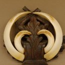 Wildschweinwaffen (Sus scrofa) Keilerwaffen max. 19 cm, 99 CIC Punkte Trophäe Keiler Gewaff geschitztem Schild