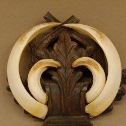 Wildschweinwaffen (Sus scrofa) Keilerwaffen max. 19 cm, 99 CIC Punkte Trophäe Keiler Gewaff geschitztem Schild