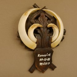 Wildschweinwaffen (Sus scrofa) Keilerwaffen max. 19 cm, 99 CIC Punkte Trophäe Keiler Gewaff geschitztem Schild