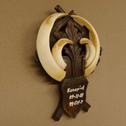 Wildschweinwaffen (Sus scrofa) Keilerwaffen max. 19 cm, 99 CIC Punkte Trophäe Keiler Gewaff geschitztem Schild