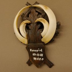 Wildschweinwaffen (Sus scrofa) Keilerwaffen max. 19 cm, 99 CIC Punkte Trophäe Keiler Gewaff geschitztem Schild