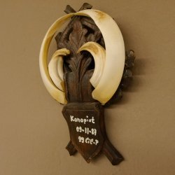 Wildschweinwaffen (Sus scrofa) Keilerwaffen max. 19 cm, 99 CIC Punkte Trophäe Keiler Gewaff geschitztem Schild