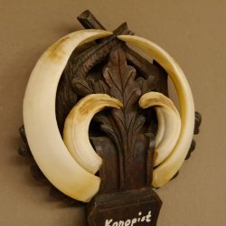 Wildschweinwaffen (Sus scrofa) Keilerwaffen max. 19 cm, 99 CIC Punkte Trophäe Keiler Gewaff geschitztem Schild