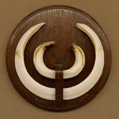 Wildschweinwaffen (Sus scrofa) Keilerwaffen max. 19,5 cm Trophäe Keiler Gewaff Trophäenschild