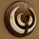 Wildschweinwaffen (Sus scrofa) Keilerwaffen max. 19,5 cm Trophäe Keiler Gewaff Trophäenschild