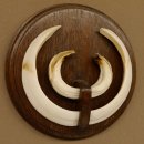 Wildschweinwaffen (Sus scrofa) Keilerwaffen max. 19,5 cm Trophäe Keiler Gewaff Trophäenschild