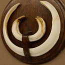 Wildschweinwaffen (Sus scrofa) Keilerwaffen max. 19,5 cm Trophäe Keiler Gewaff Trophäenschild