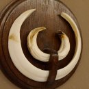 Wildschweinwaffen (Sus scrofa) Keilerwaffen max. 19,5 cm Trophäe Keiler Gewaff Trophäenschild