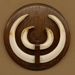 Wildschweinwaffen (Sus scrofa) Keilerwaffen max. 19,5 cm Trophäe Keiler Gewaff Trophäenschild