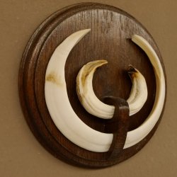 Wildschweinwaffen (Sus scrofa) Keilerwaffen max. 19,5 cm Trophäe Keiler Gewaff Trophäenschild