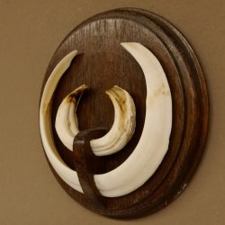 Wildschweinwaffen (Sus scrofa) Keilerwaffen max. 19,5 cm Trophäe Keiler Gewaff Trophäenschild