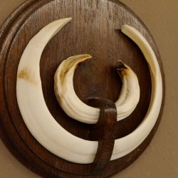 Wildschweinwaffen (Sus scrofa) Keilerwaffen max. 19,5 cm Trophäe Keiler Gewaff Trophäenschild