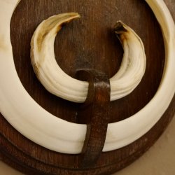 Wildschweinwaffen (Sus scrofa) Keilerwaffen max. 19,5 cm Trophäe Keiler Gewaff Trophäenschild