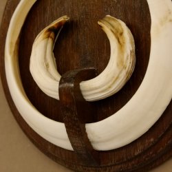 Wildschweinwaffen (Sus scrofa) Keilerwaffen max. 19,5 cm Trophäe Keiler Gewaff Trophäenschild