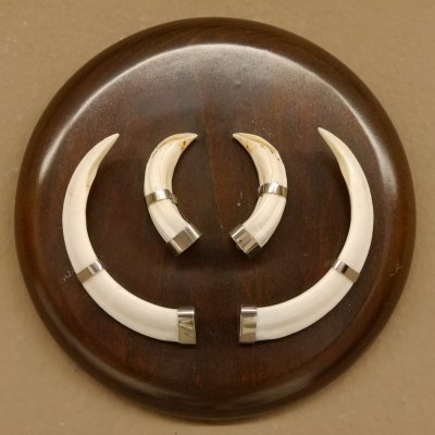 Wildschweinwaffen (Sus scrofa) Keilerwaffen max. 13 cm Trophäe Keiler Gewaff rundes Schild