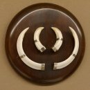 Wildschweinwaffen (Sus scrofa) Keilerwaffen max. 13 cm Trophäe Keiler Gewaff rundes Schild