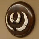 Wildschweinwaffen (Sus scrofa) Keilerwaffen max. 13 cm Trophäe Keiler Gewaff rundes Schild