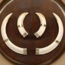 Wildschweinwaffen (Sus scrofa) Keilerwaffen max. 13 cm Trophäe Keiler Gewaff rundes Schild