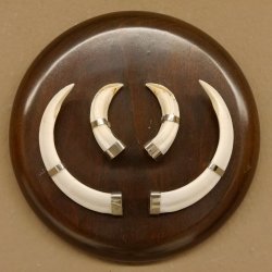 Wildschweinwaffen (Sus scrofa) Keilerwaffen max. 13 cm Trophäe Keiler Gewaff rundes Schild