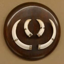 Wildschweinwaffen (Sus scrofa) Keilerwaffen max. 13 cm Trophäe Keiler Gewaff rundes Schild