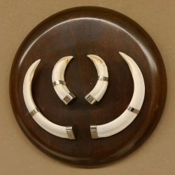 Wildschweinwaffen (Sus scrofa) Keilerwaffen max. 13 cm Trophäe Keiler Gewaff rundes Schild