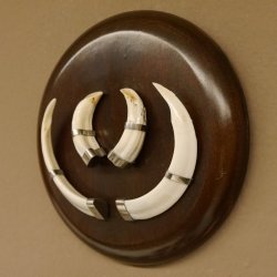 Wildschweinwaffen (Sus scrofa) Keilerwaffen max. 13 cm Trophäe Keiler Gewaff rundes Schild