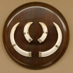 Wildschweinwaffen (Sus scrofa) Keilerwaffen max. 13 cm Trophäe Keiler Gewaff rundes Schild