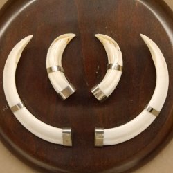 Wildschweinwaffen (Sus scrofa) Keilerwaffen max. 13 cm Trophäe Keiler Gewaff rundes Schild