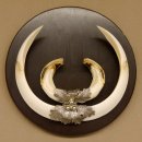 Wildschweinwaffen (Sus scrofa) Keilerwaffen max. 24 cm Trophäe Keiler Gewaff Trophäenschild