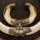 Wildschweinwaffen (Sus scrofa) Keilerwaffen max. 24 cm Trophäe Keiler Gewaff Trophäenschild