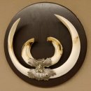 Wildschweinwaffen (Sus scrofa) Keilerwaffen max. 24 cm Trophäe Keiler Gewaff Trophäenschild