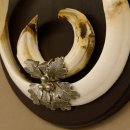 Wildschweinwaffen (Sus scrofa) Keilerwaffen max. 24 cm Trophäe Keiler Gewaff Trophäenschild