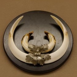 Wildschweinwaffen (Sus scrofa) Keilerwaffen max. 24 cm Trophäe Keiler Gewaff Trophäenschild