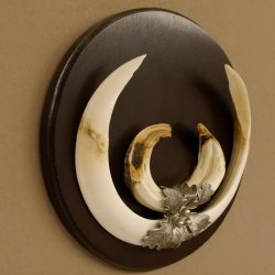 Wildschweinwaffen (Sus scrofa) Keilerwaffen max. 24 cm Trophäe Keiler Gewaff Trophäenschild