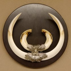 Wildschweinwaffen (Sus scrofa) Keilerwaffen max. 24 cm Trophäe Keiler Gewaff Trophäenschild